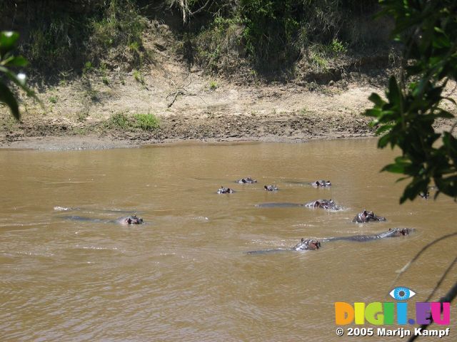 14804 Hippos bathing